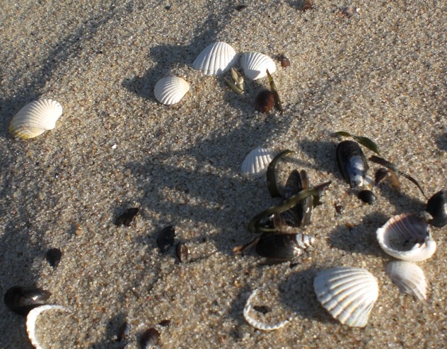 Strand