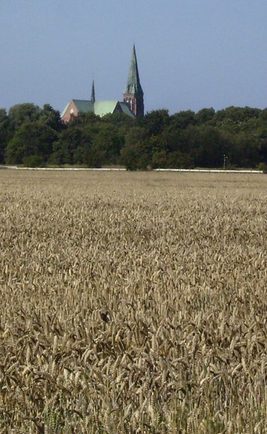 Getreidefeld Dom